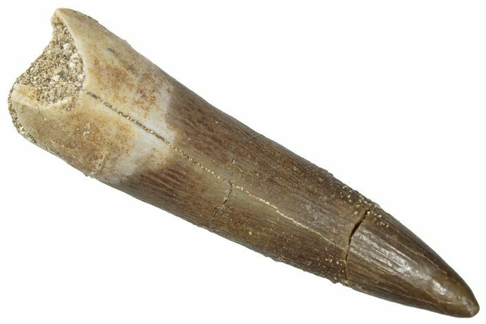 Fossil Plesiosaur (Zarafasaura) Tooth - Morocco #298295